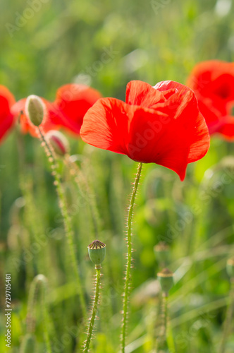Red poppy flowers with seed capsules blossoming in a grain field with soft green background. Vertical image.