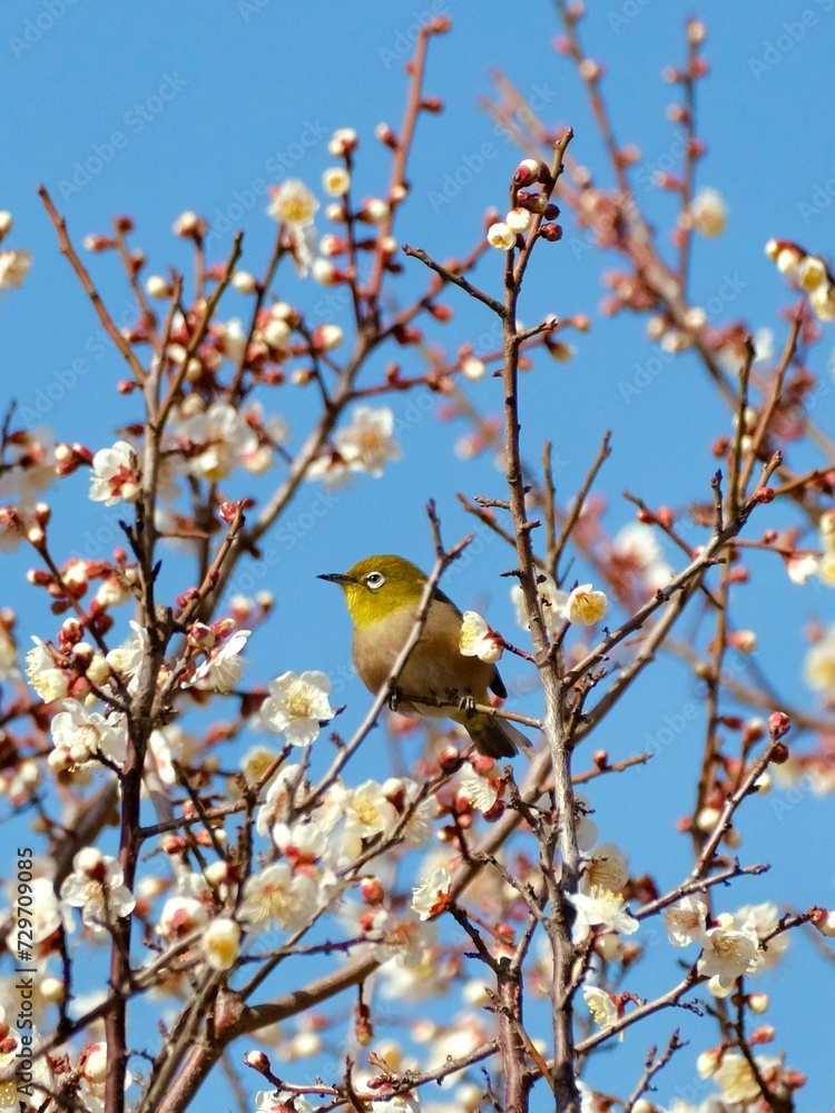 White-eye perched on a plum branch White-eye perched on a plum branch