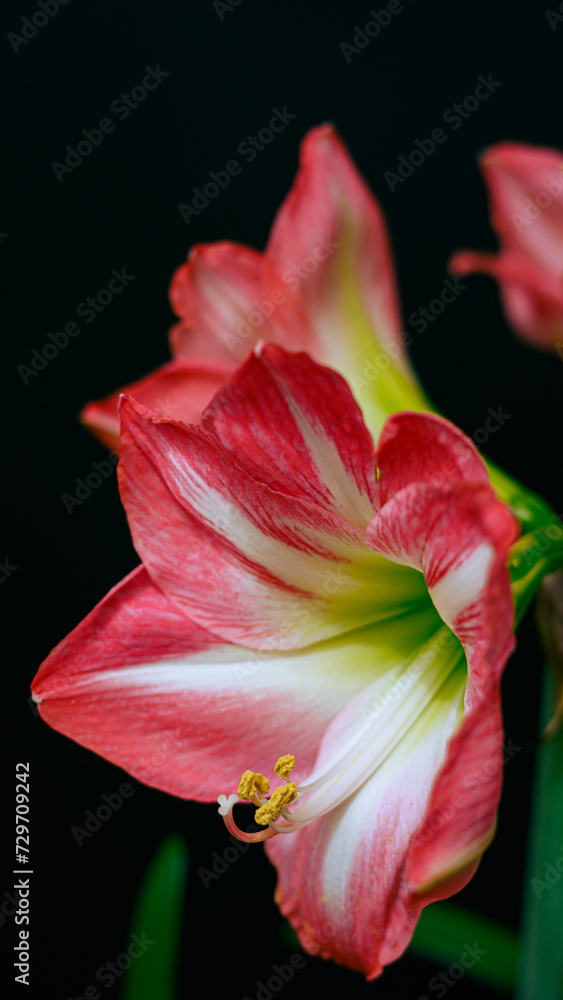 アマリリスの花 アマリリスの花