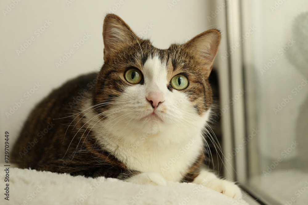 Cute cat on window sill at home. Adorable pet Cute cat on window sill at home. Adorable pet