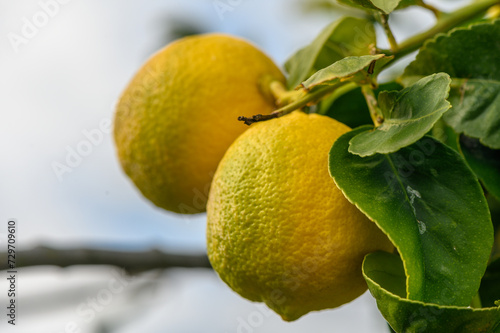 juicy fresh lemons in a garden in Cyprus in winter 6