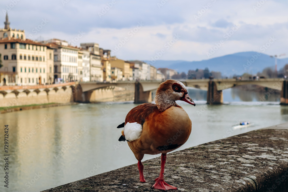 Fototapeta premium Duck on the embankment of Arno River in Florence