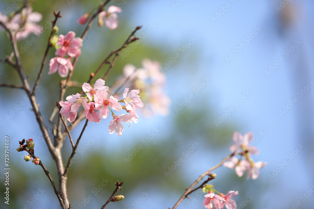 a Cherry blossoms in full bloom, under blue spring sky. a Cherry blossoms in full bloom, under blue spring sky.