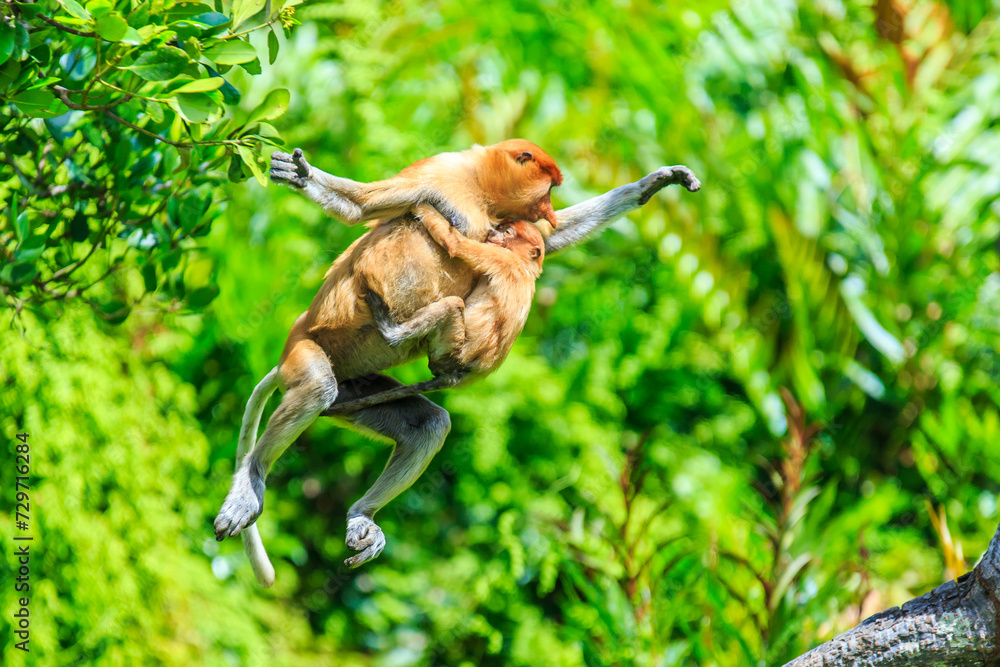 Fototapeta premium proboscis monkey or nasalis larvatus