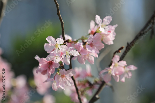 a Cherry blossoms with lights and bokeh