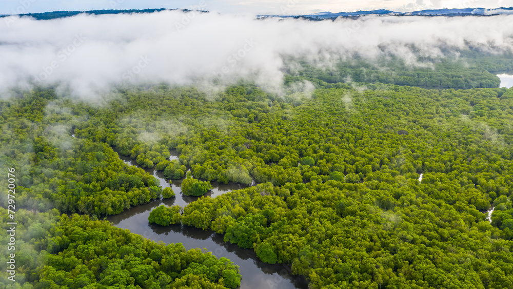 aerial view of mangrove forest at Sepilok Laut, Sabah Borneo, Malaysia.