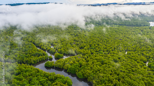 aerial view of mangrove forest at Sepilok Laut, Sabah Borneo, Malaysia.