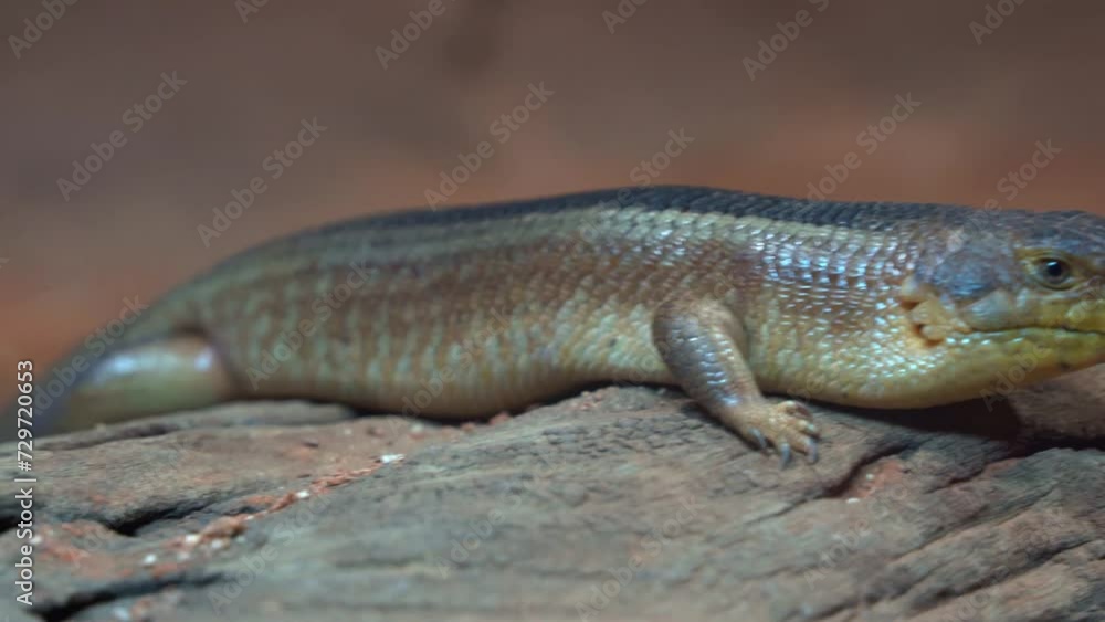 Handheld motion close up shot of Yakka skink, egernia rugosa basking on the log, capturing the details of the lizard species from head to body. Handheld motion close up shot of Yakka skink, egernia rugosa basking on the log, capturing the details of the lizard species from head to body.