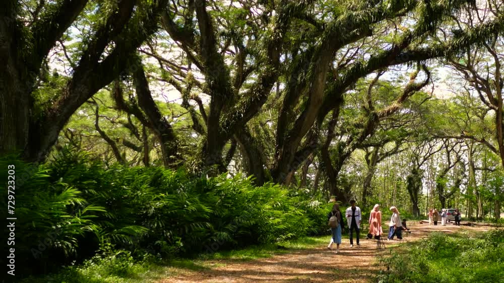 Djawatan ancient forest hundreds year big tree forsaken fangorn lord of the ring at Java Island Djawatan ancient forest hundreds year big tree forsaken fangorn lord of the ring at Java Island
