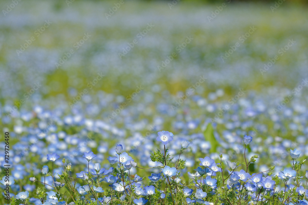 青いお花畑