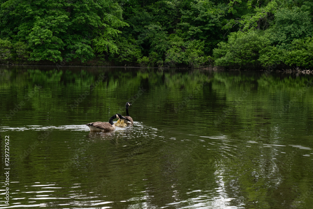 Ducks Swimming in a Lake Ducks Swimming in a Lake