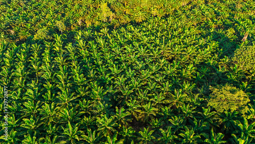 Palm plantation. Aerial view palm tree for product industry palm oil. Top view, palm plantations for the food industry and oil transportation. photo
