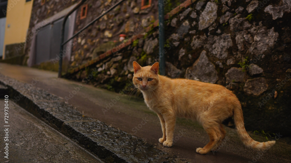 Obraz premium Stray orange cat in an alley in Italy