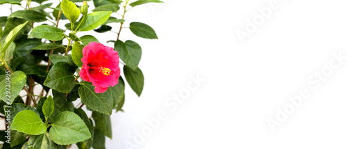 Hibiscus flower with green leaves