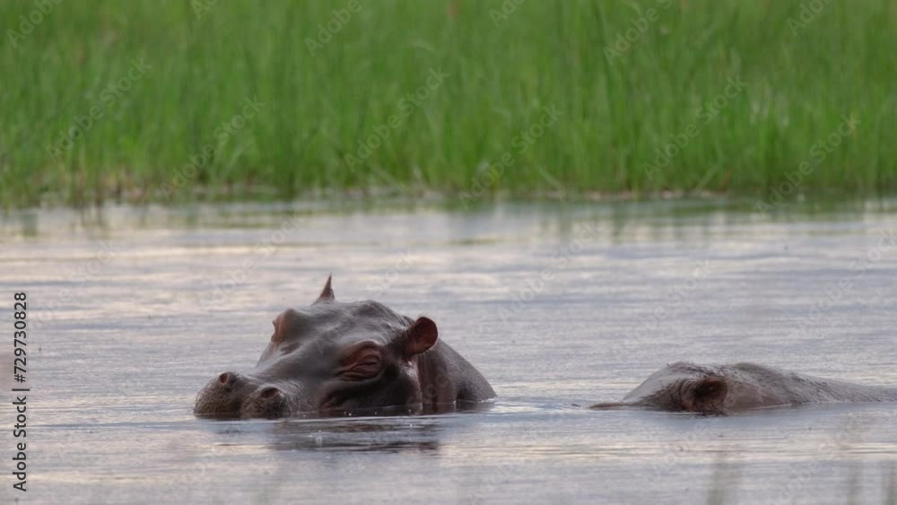 Hippo Raising Its Head Out Of Water And Opening Its Mouth - Close Up Hippo Raising Its Head Out Of Water And Opening Its Mouth - Close Up