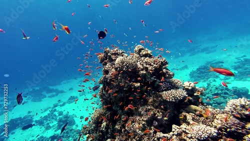 Shoal swimming around coral reef in Mediterranean sea, colorful fishes in shallow water. photo