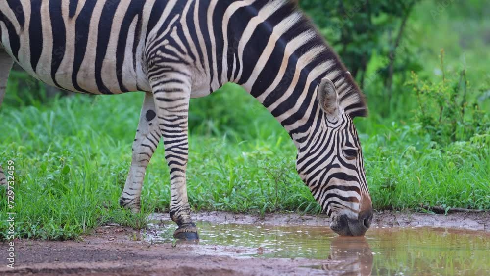 Zebra Family Drinking Water, Close Up Zebra Family Drinking Water, Close Up