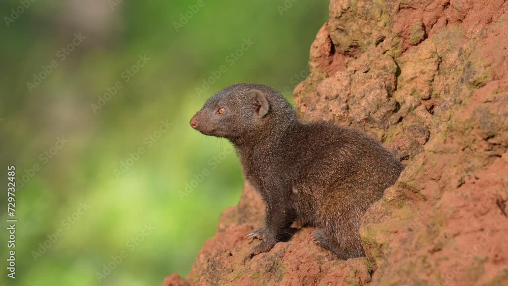 Cute Brown Dwarf Mongoose On Termite Mound, Slomo, Close Up Cute Brown Dwarf Mongoose On Termite Mound, Slomo, Close Up