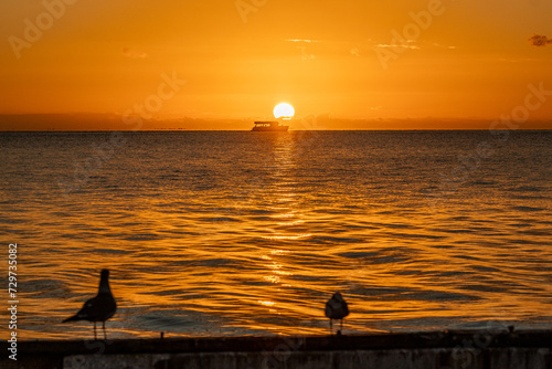 seagull and surise on the sea photo