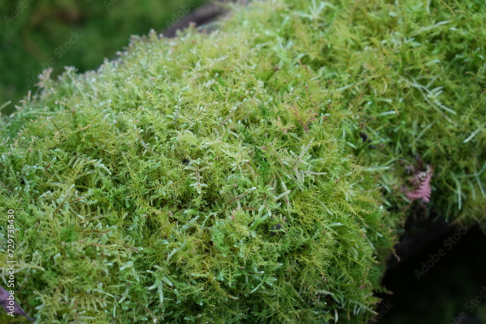 green moss on the ground green moss on the ground