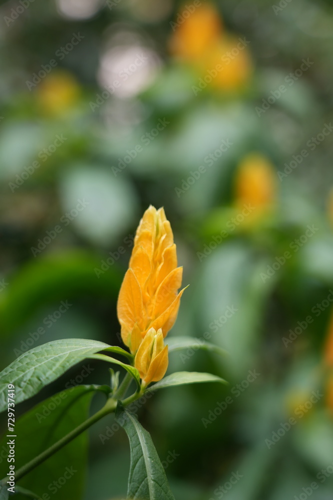 Obraz premium Golden Shrimp, Lollipop Plant, Pachystachys lutea, 