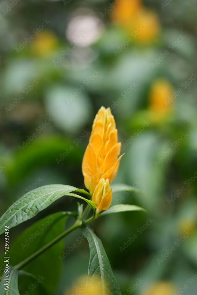 Pachystachys lutea yellow flower blooming from its stem Pachystachys lutea yellow flower blooming from its stem