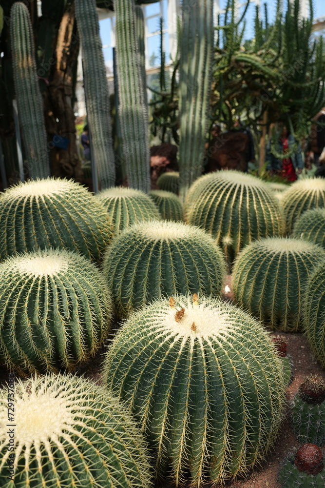 Echinocactus grusonii in the garden Echinocactus grusonii in the garden
