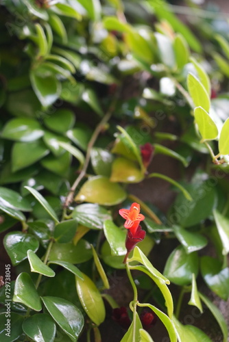 Red flower surrounded by green foliage © Hanlu