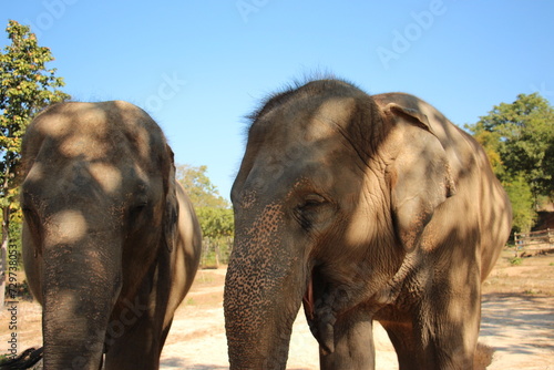 The Asian elephant is the largest living land animal in Asia, originated in Sub-Saharan Africa during the Pliocene and spread throughout Africa before expanding into the southern half of Asia.