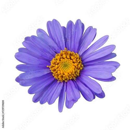 purple aster flower without background © Appu