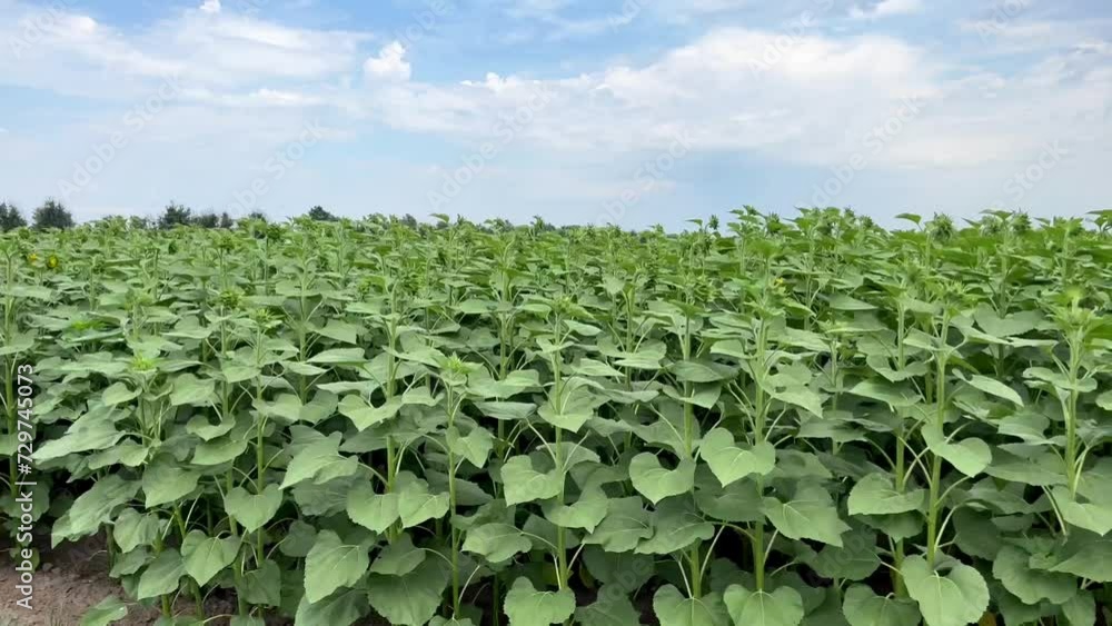 Sunflower field on blue sky background. Late sunflower varieties are preparing for flowering. Stage of sunflower development. Summer season. Farm. Sunflower field on blue sky background. Late sunflower varieties are preparing for flowering. Stage of sunflower development. Summer season. Farm.