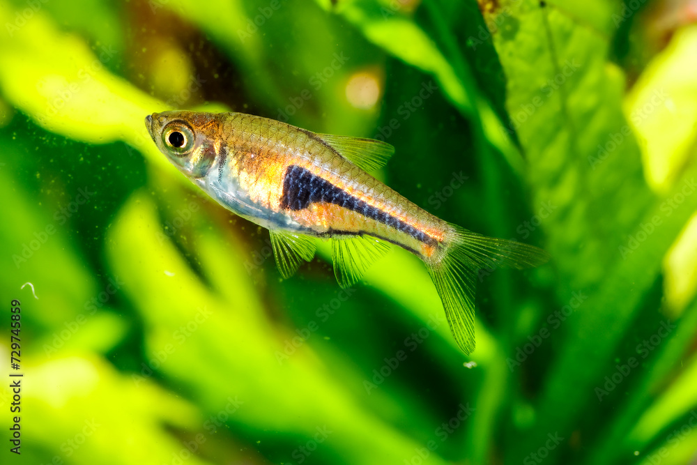 False Harlequin rasbora, Lambchop rasbora, scientific name is Trigonostigma espei, in freshwater aquarium. False Harlequin rasbora, Lambchop rasbora, scientific name is Trigonostigma espei, in freshwater aquarium.