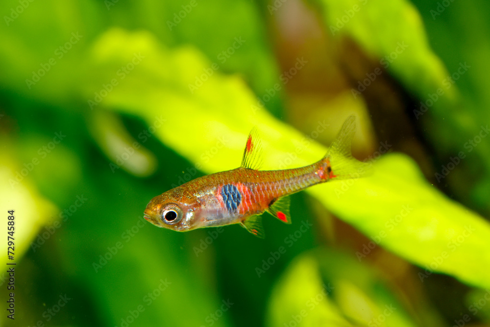 Dwarf Rasbora, Pygmy Rasbora scientific name is Boraras maculatus, in aquarium fish tank, small nano fish. Dwarf Rasbora, Pygmy Rasbora scientific name is Boraras maculatus, in aquarium fish tank, small nano fish.