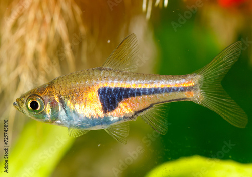 False Harlequin rasbora, Lambchop rasbora, scientific name is Trigonostigma espei, in freshwater aquarium.