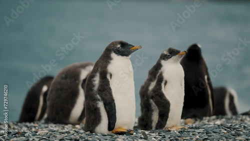 Group Of Gentoo Penguins In Isla Martillo, Tierra del Fuego, Argentina - Close Up photo