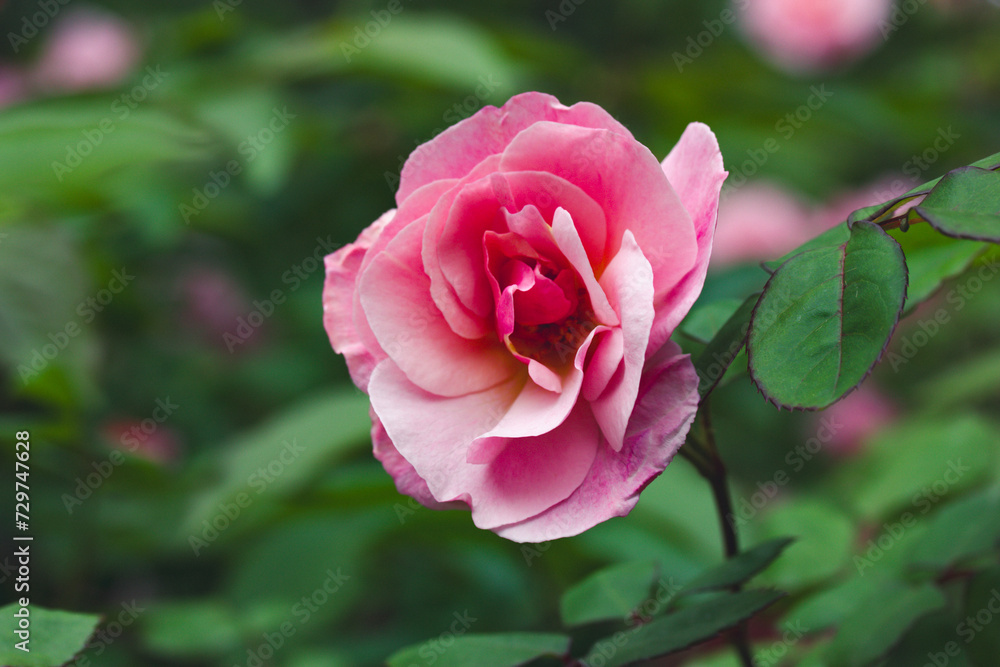 Fresh pink rosebud on a bush in spring, summer garden. Flowering bud bloom. Floriculture, flowers, plants growing. Fragrant flower among green leaves. Fresh pink rosebud on a bush in spring, summer garden. Flowering bud bloom. Floriculture, flowers, plants growing. Fragrant flower among green leaves.