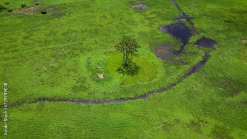 Circular ariel over tree in Firth Park and Mudgeeraba Creek, Gold Coast, Queensland, Australia photo