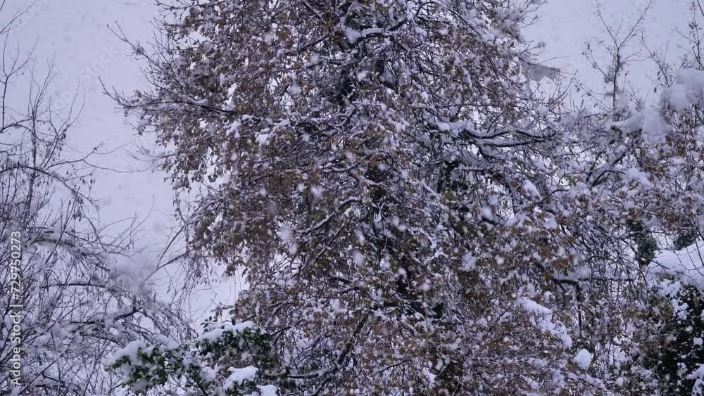 Heavy snow falls on trees in Guardiagrele, Abruzzo, Italy Heavy snow falls on trees in Guardiagrele, Abruzzo, Italy