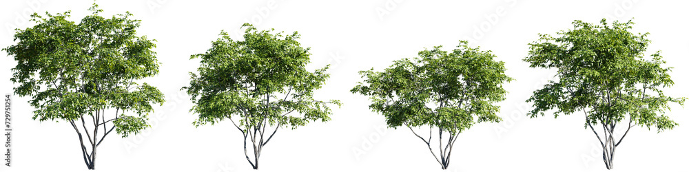 Trees isolate transparent background.3d rendering PNG Trees isolate transparent background.3d rendering PNG