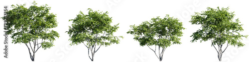 Trees isolate transparent background.3d rendering PNG