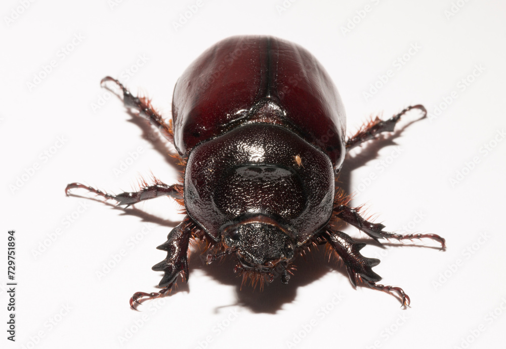 European rhinoceros beetle (Oryctes nasicornis) is a large flying beetle belonging to the subfamily Dynastinae. Imago, a female insect. European rhinoceros beetle (Oryctes nasicornis) is a large flying beetle belonging to the subfamily Dynastinae. Imago, a female insect.