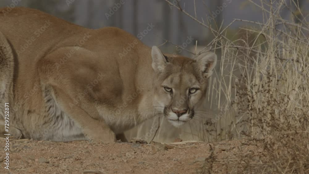 Female mountain lion stalking prey Female mountain lion stalking prey