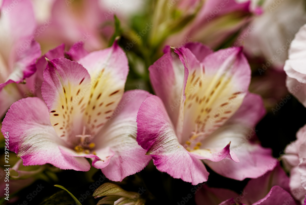 Naklejka premium アルストロメリア