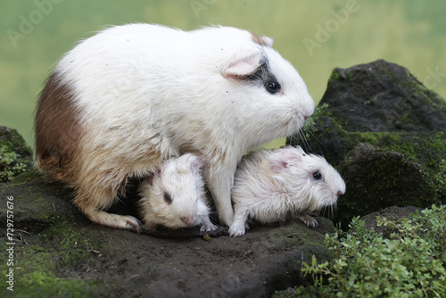 An adult female guinea pig is nursing her newborn babies. This rodent mammal has the scientific name Cavia porcellus.