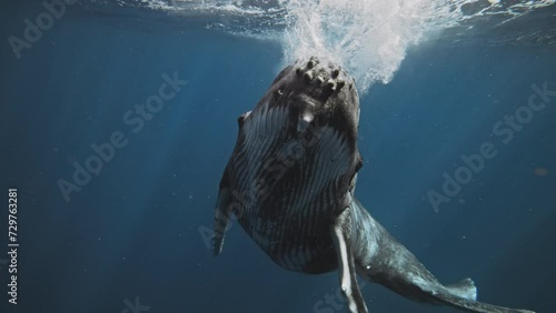 Frontal view of humpback whale splashing on surface dropping below into deep blue ocean off coast of Tonga photo