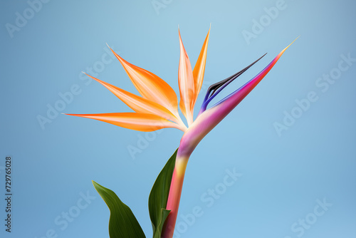 bird of paradise flower isolated on plain blue color studio background frame with empty copy text space on side