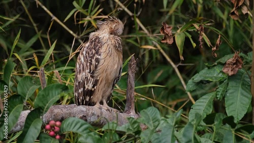 Shaking its head while preening its feathers, a Buffy Fish Owl Ketupa ketupu then looks to the right from its perch in a National Park in Thailand. photo