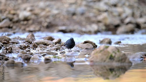 Plumbeous water redstart on Rock in Water Stream in Forest photo