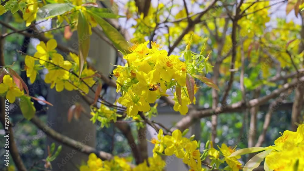 Bee Flying Pollinating Yellow Apricot Blossoms on a Sunny Spring Day Bee Flying Pollinating Yellow Apricot Blossoms on a Sunny Spring Day