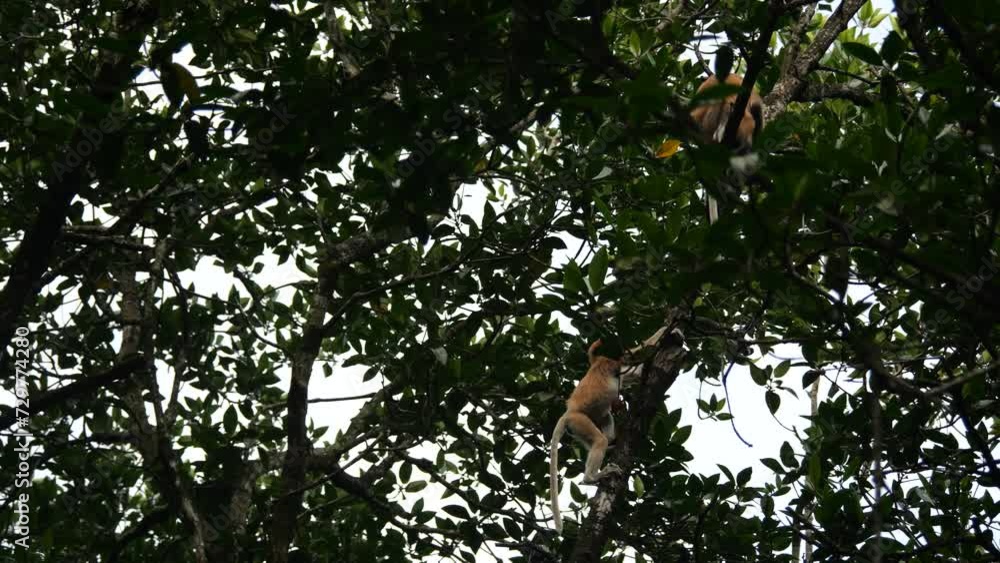 Selective focus proboscis monkey in the wild, sitting on tree, at mangrove forest at Tarakan, Indonesia. Proboscis monkey foraging at mangrove forest. Wild nature stock footage. Selective focus proboscis monkey in the wild, sitting on tree, at mangrove forest at Tarakan, Indonesia. Proboscis monkey foraging at mangrove forest. Wild nature stock footage.